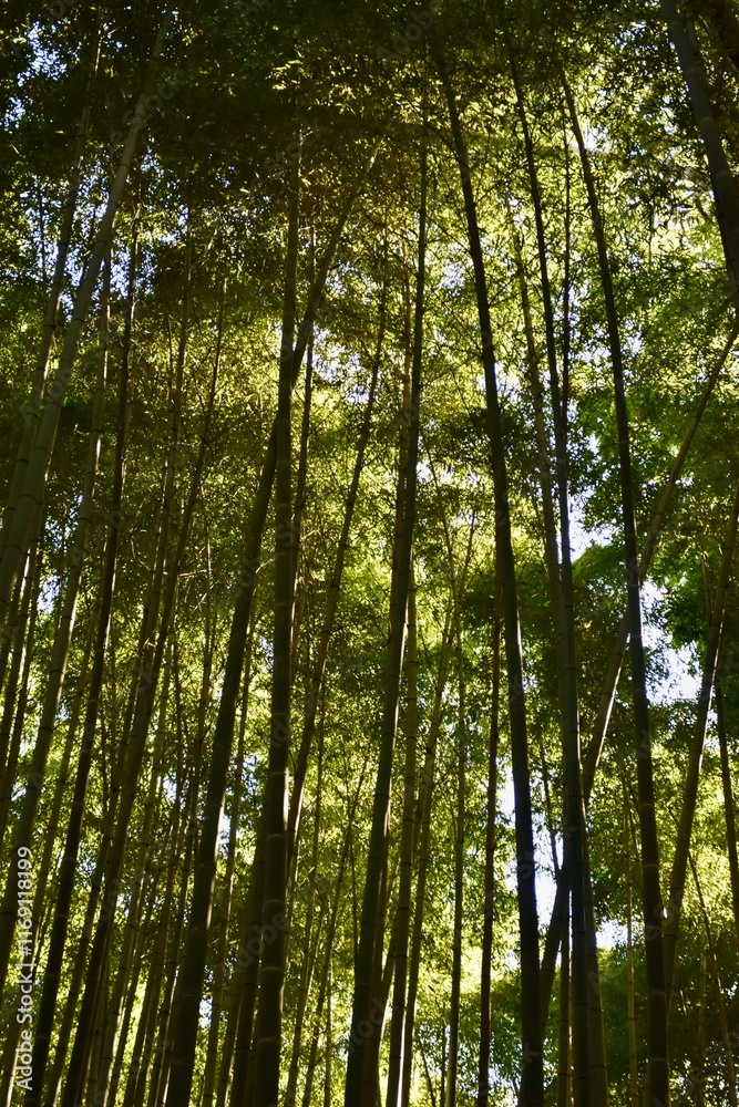 Fototapeta premium japan, trees, wildlife, nature