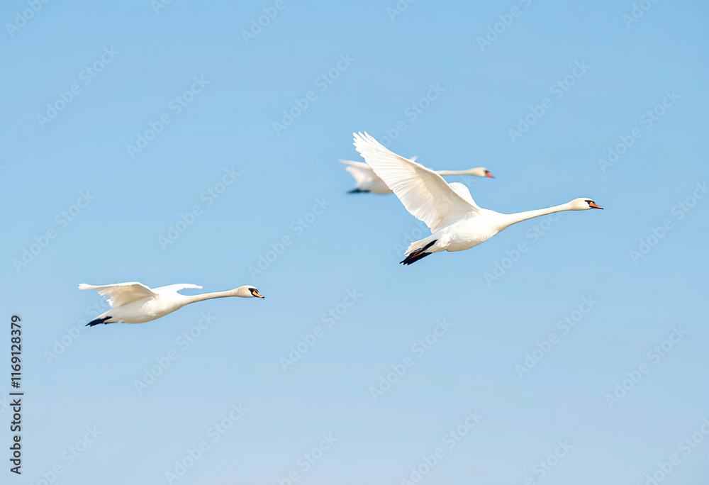 Three white swans flying against a clear blue sky Three white swans flying against a clear blue sky