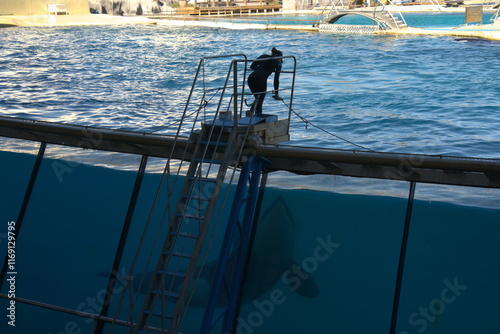 Killer Whale in Captivity