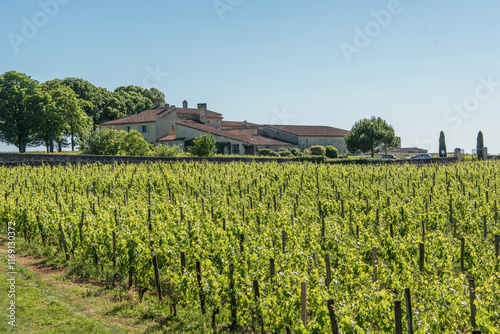 Domaine viticole à Saint Emilion, vin de Bordeaux photo