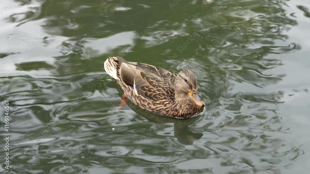 Duck swimming peacefully in a serene pond surrounded by greenery Duck swimming peacefully in a serene pond surrounded by greenery