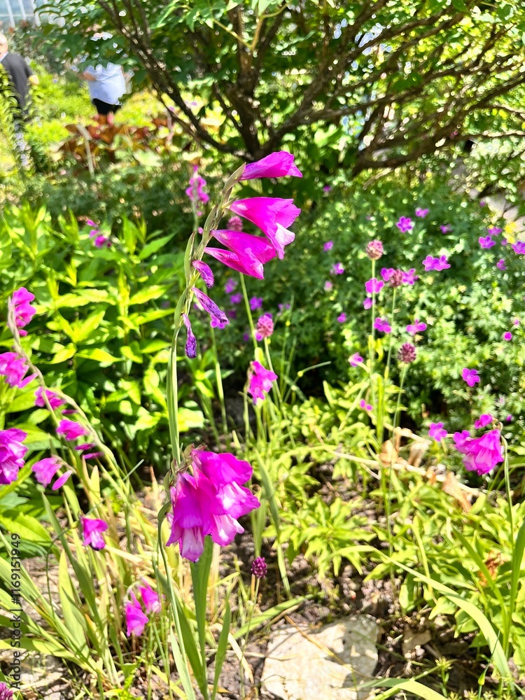 Obraz premium Blooming Gladiolus imbricatus. A perennial ornamental plant with pink tubular flowers on a long stem in the garden. Flower background