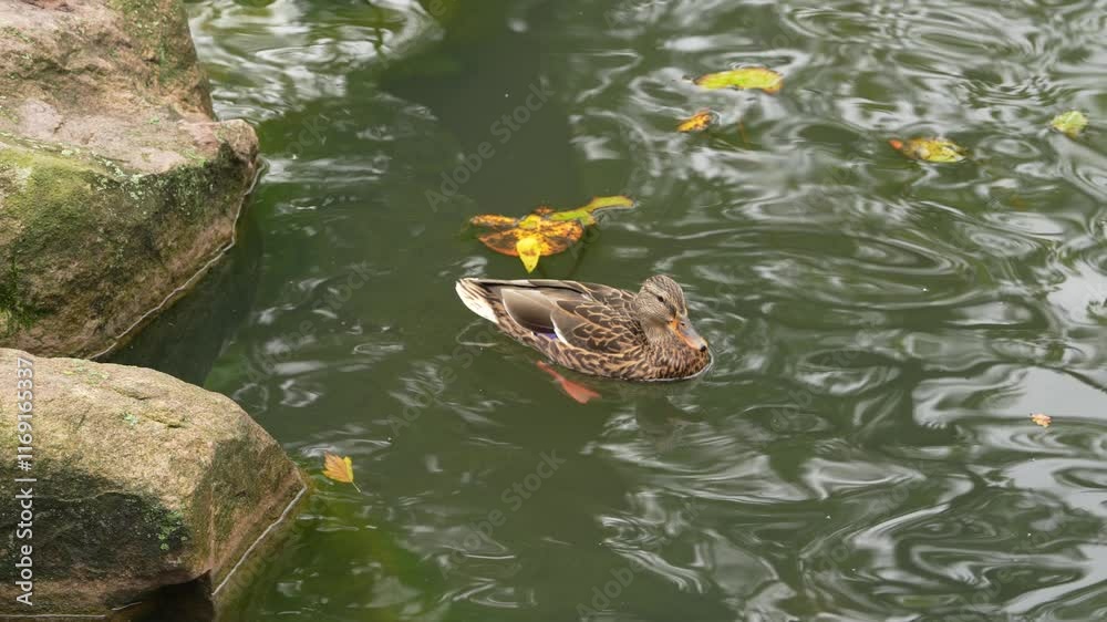 A serene duck swimming in a tranquil pond surrounded by rocks and autumn leaves A serene duck swimming in a tranquil pond surrounded by rocks and autumn leaves