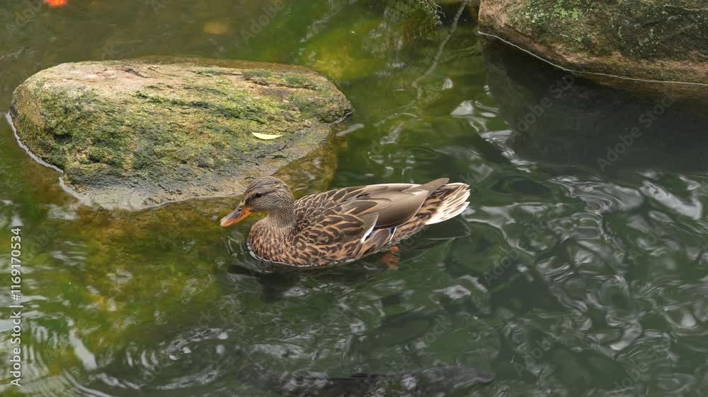 Mallard duck swimming in a serene pond surrounded by nature Mallard duck swimming in a serene pond surrounded by nature