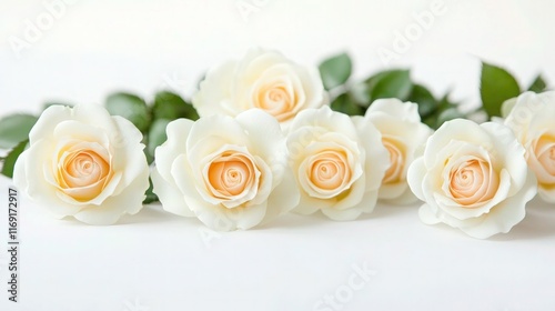 Close-up of an elegant white rose
