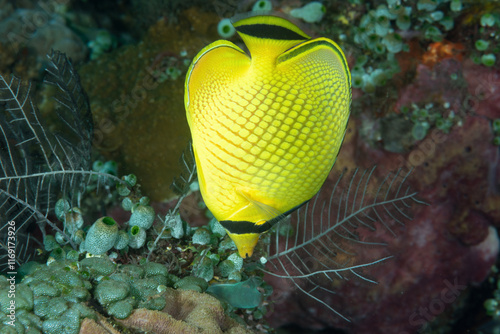  pesce farfalla reticolato, noto anche come pesce corallo di Raffles, Chaetodon rafflesii