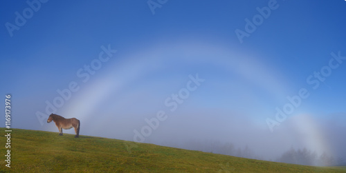 Horse in the Aiako Harriak Natural Park. Foggy arch and horse in Aiako Harriak Natural Park, Euskadi photo