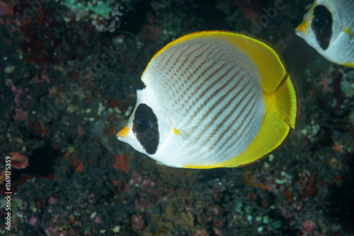 Chaetodon adiergastos, conosciuto anche con il nome comune pesce farfalla panda	