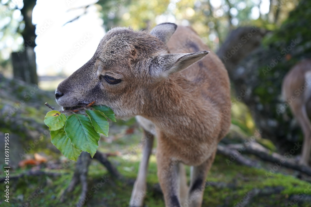 Fototapeta premium kangaroo in the zoo