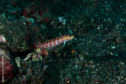 Parapercis schauinslandii, comunemente noto come pesce persico a macchie rosso o tracina bandiera photo