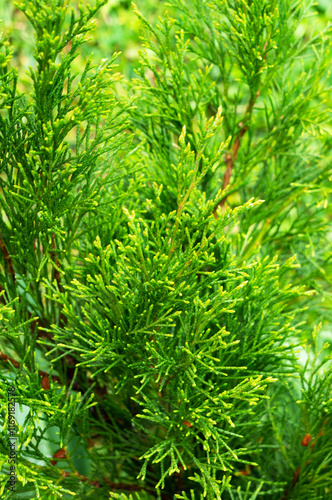 Evergreen Conifer Tree Thuja Arborvitae. Natural Green Background.        photo