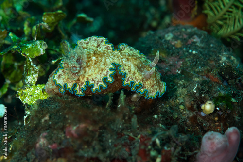 Glossodoris cincta mollusco nudibranchio della famiglia Chromodorididae su sabbia vulcanica nera, Bali Indonesia photo