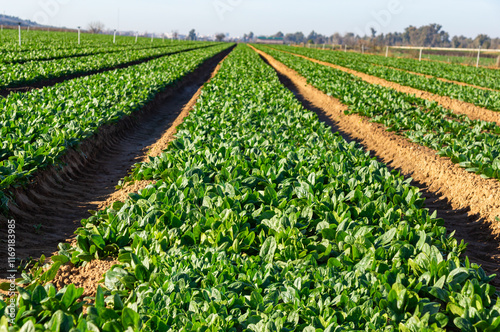 Natural Lines: Spinach Field in Beds with a Diminishing Perspective. photo