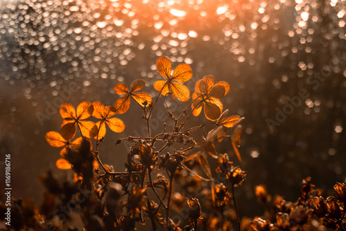 Kwiaty suszonej hortensji na pomarańczowym tle, efekt bokeh, puste miejsce, tapeta	