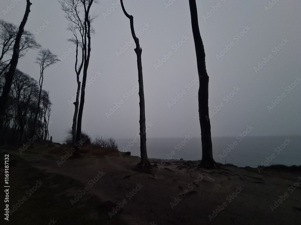 der mystische Geisterwald in Nienhagen, Mecklenburg - Vorpommern: In der Abenddämmerung der mystische Geisterwald in Nienhagen, Mecklenburg - Vorpommern: In der Abenddämmerung