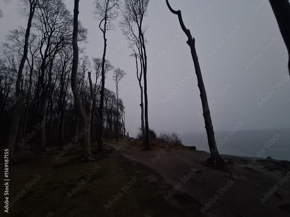 Obraz premium der mystische Geisterwald in Nienhagen, Mecklenburg - Vorpommern: In der Abenddämmerung