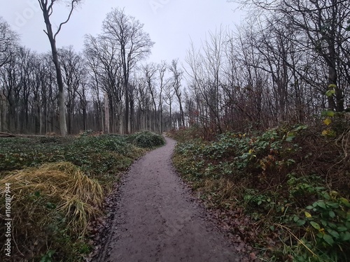 Naturpfad durch den bekannten Geisterwald in Nienhagen, Mecklenburg - Vorpommern photo