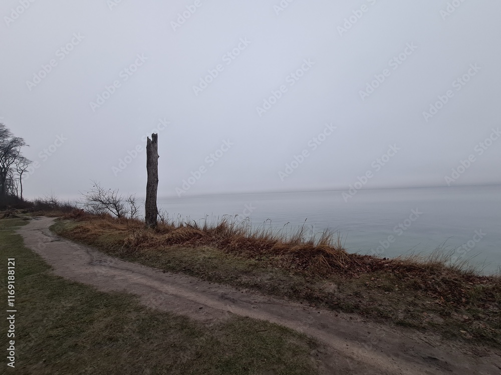mystischer Pfad im Nebel am Geisterwald in Nienhagen, Mecklenburg - Vorpommern mystischer Pfad im Nebel am Geisterwald in Nienhagen, Mecklenburg - Vorpommern