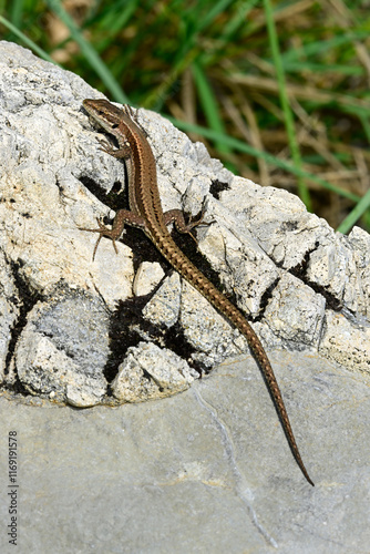 junge Mauereidechse // young common wall lizard (Podarcis muralis albanica) - Lovcen Nationalpark, Montenegro photo