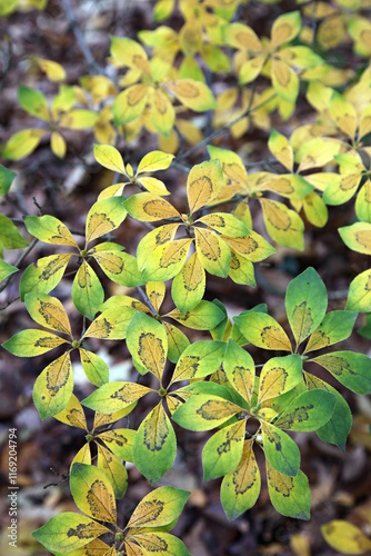 Closeup of Enkianthus foliage in Autumn, Gloucestershire England
 photo