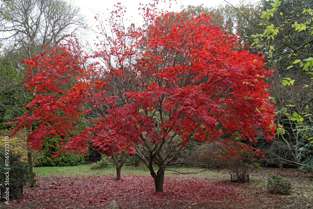Naklejka premium View of a Maple tree covered in red leaves, Gloucestershire England 