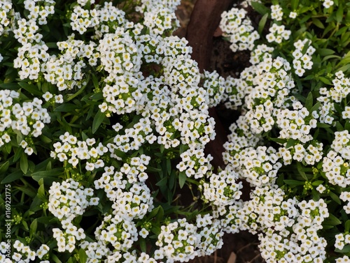 Sweet alyssum flower background