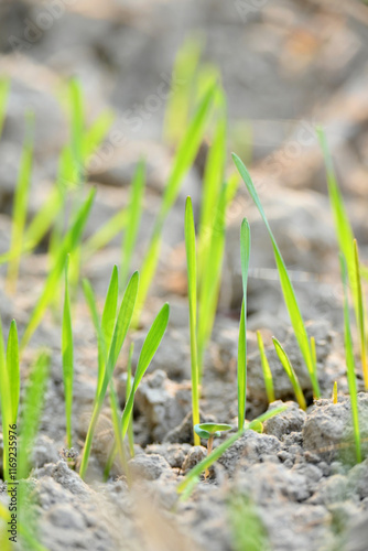 closeup the ripe green soil wheat stitch plant growing with leaves in the farm field with clay soft focus natural green brown background.