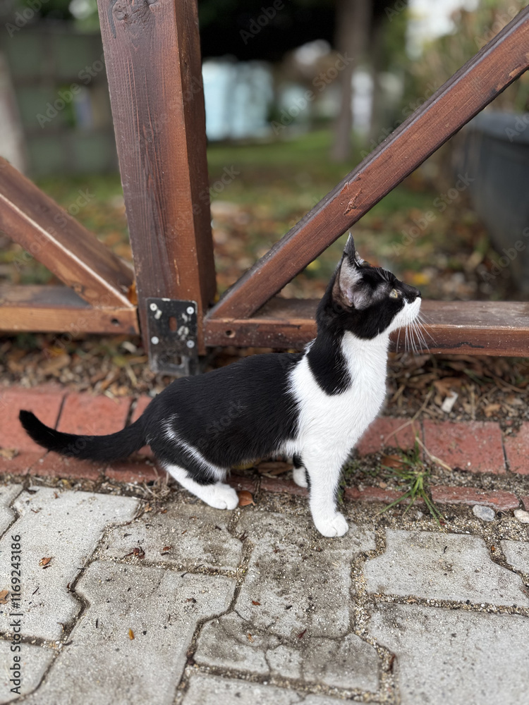 charismatic face cat. High quality photo charismatic face cat. High quality photo