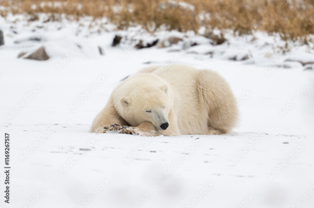 Polar bear resting on snow covered ground