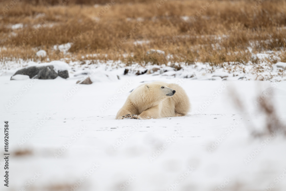 Polar bear resting on snow covered ground