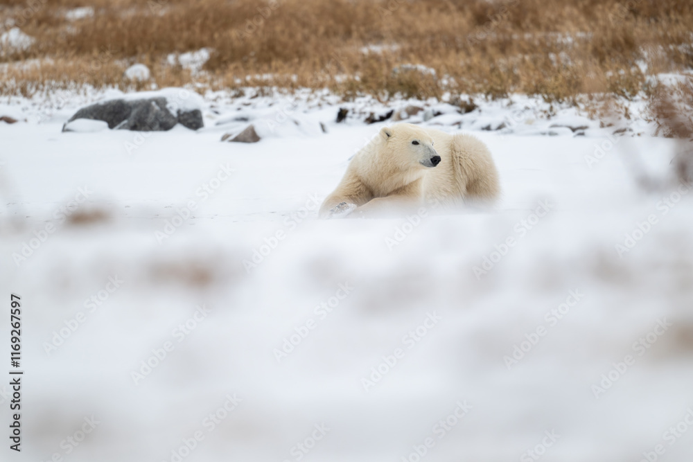 Polar bear resting on snow covered ground