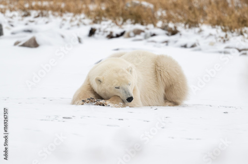 Obraz na płótnie Polar bear resting on snow covered ground w salonie