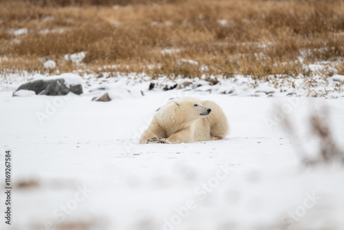 Obraz na płótnie Polar bear resting on snow covered ground w salonie