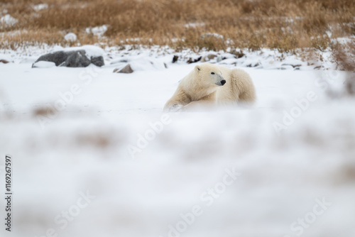 Obraz na płótnie Polar bear resting on snow covered ground w salonie