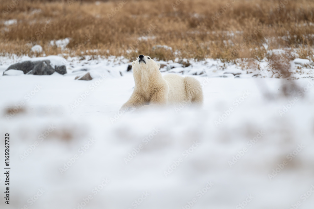 Polar bear resting on snow covered ground