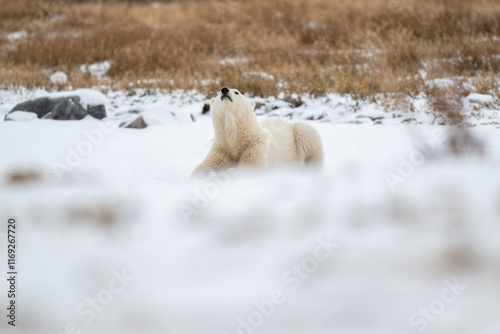 Obraz na płótnie Polar bear resting on snow covered ground w salonie