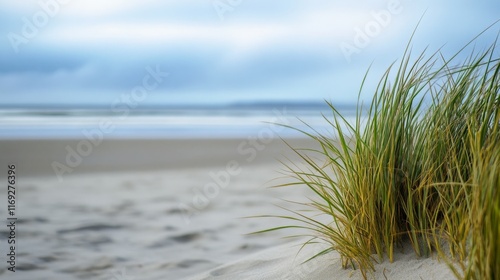 blurry beach background, sand grass, cloudy sky, copy and text space, 16:9 photo