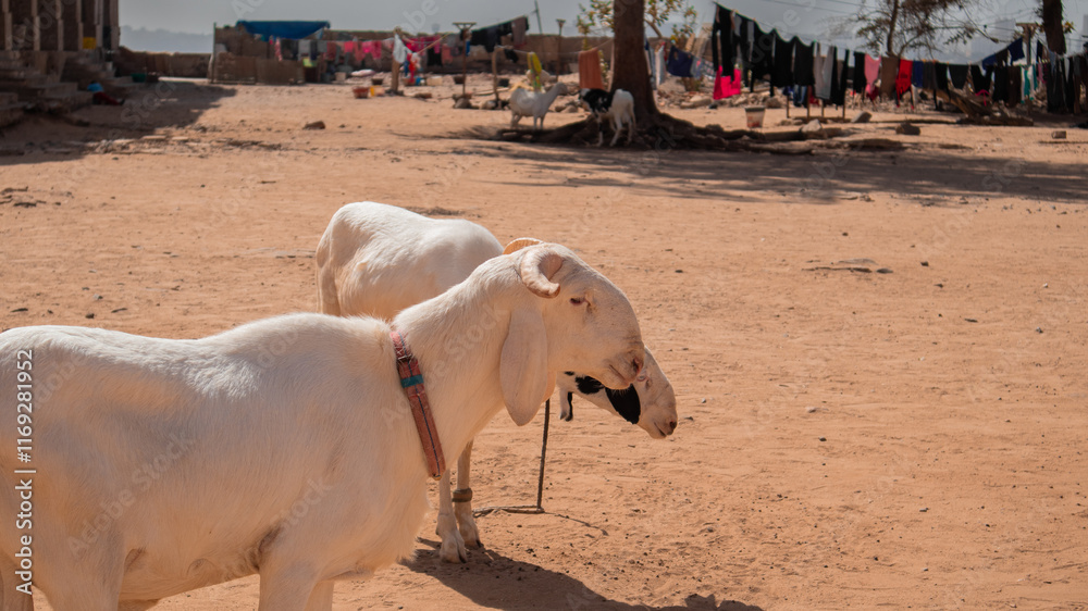 some goats and sheep as living animals on the slave island of goree, close to dakar. Once a slave export station, now a tourist point of interest.