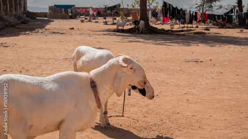 Obraz na płótnie some goats and sheep as living animals on the slave island of goree, close to dakar. Once a slave export station, now a tourist point of interest. w salonie