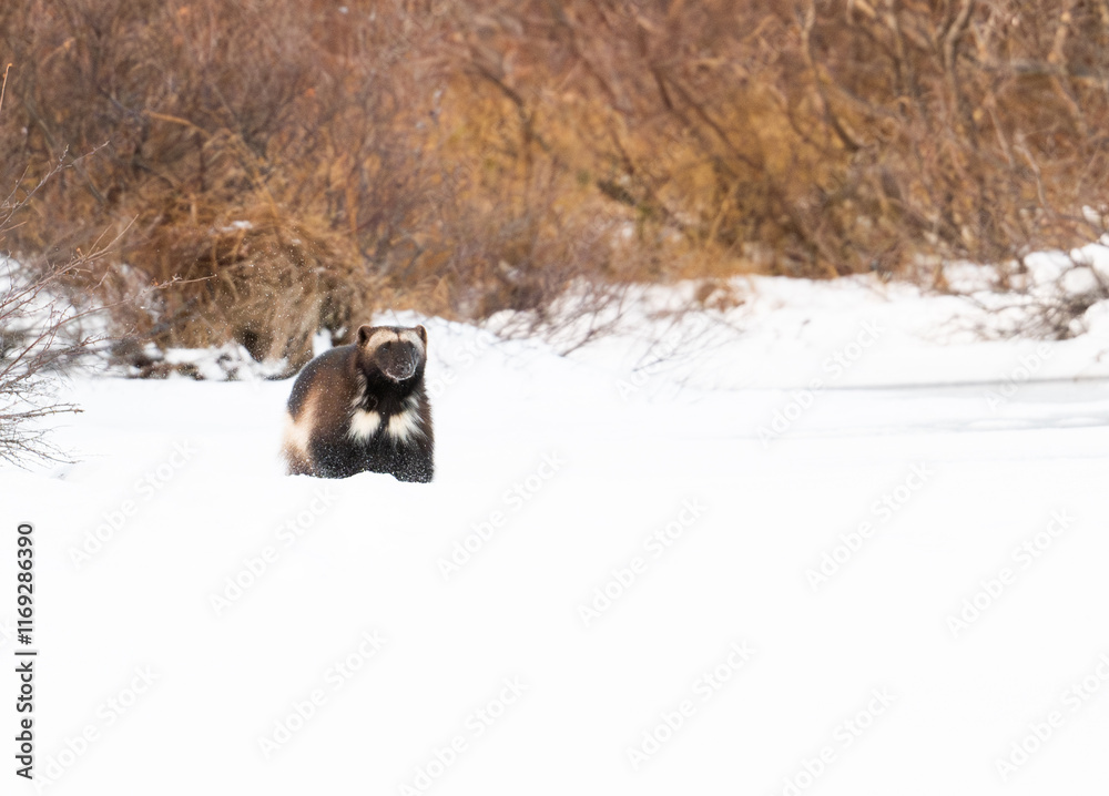 Wolverine on a frozen lake near Churchill Manitoba