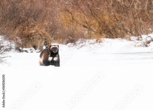 Obraz na płótnie Wolverine on a frozen lake near Churchill Manitoba w salonie