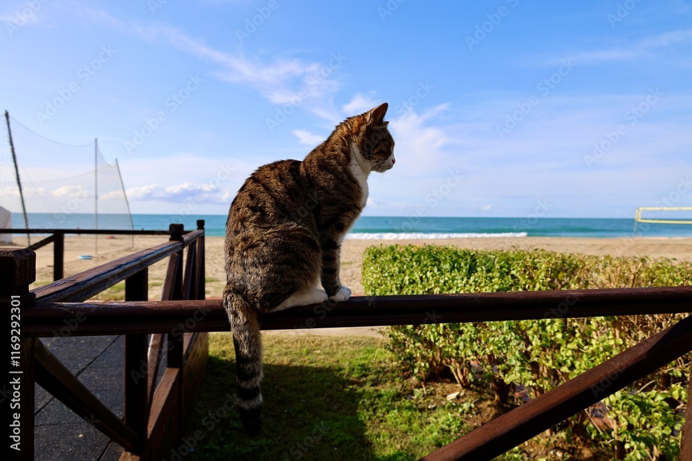 Obraz premium Cat rocky beach seashore