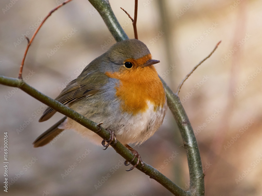 Fototapeta premium European robin (Erithacus rubecula)