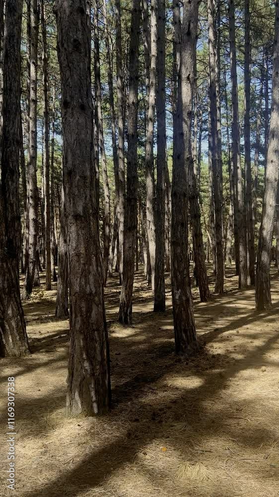 VERTICAL Shake Moving in Dense Pine Forest with Sunlight Filtering Through Trees VERTICAL Shake Moving in Dense Pine Forest with Sunlight Filtering Through Trees