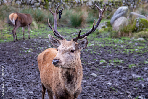 Red Deer 'Cervus elaphus' during Autumn in Scotland