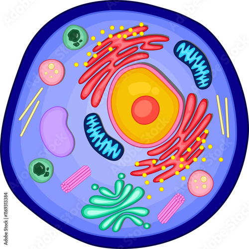 Anatomy of an animal cell structure.