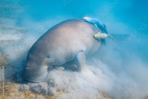 Obraz na płótnie sea dugong feeding on sea grass with fish along w salonie