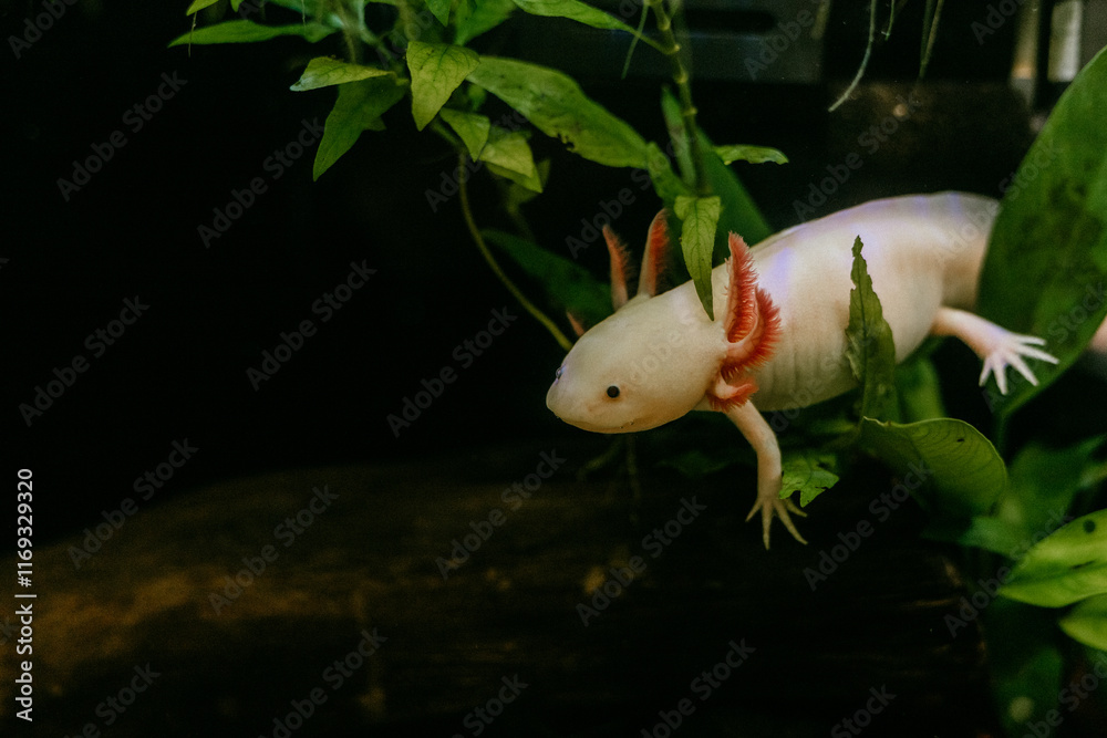 Obraz premium Pink axolotl swimming around in a natural planted freshwater tank (Ambystoma mexicanum)