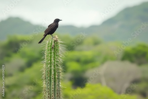 Galapagos Mockingbird on Cactus photo