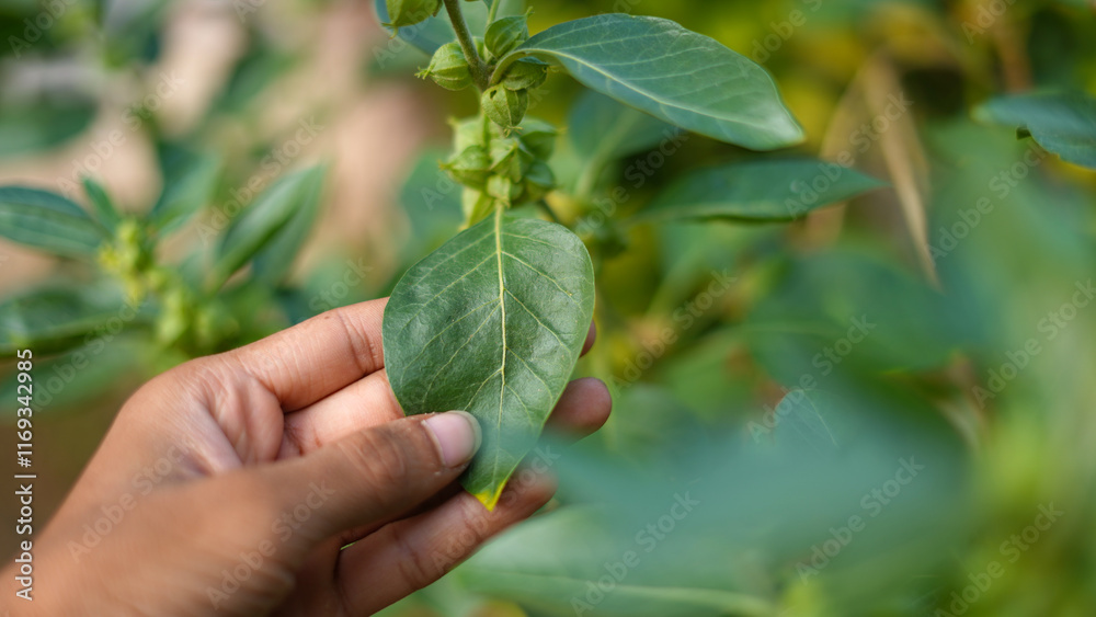 Man holding the fresh Ashwagandha buds, pods, leaves and plant in hand. Withania somnifera plant known as Indian ginseng herbs, poisonous gooseberry, or winter cherry. Raw fruit of ayurvedic herb Man holding the fresh Ashwagandha buds, pods, leaves and plant in hand. Withania somnifera plant known as Indian ginseng herbs, poisonous gooseberry, or winter cherry. Raw fruit of ayurvedic herb